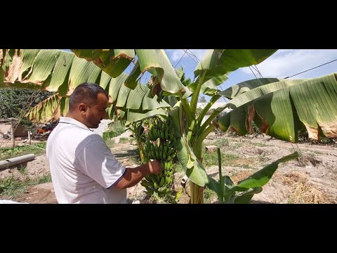 На юге Таджикистана фермеры начали выращивать бананы и папайю