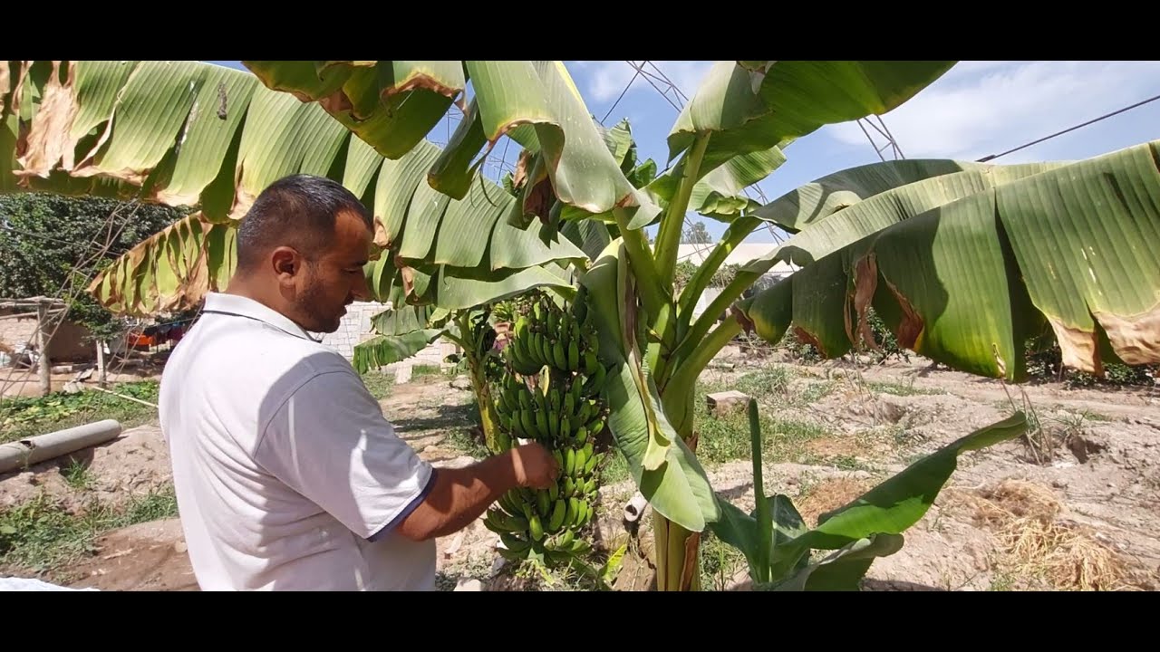 На юге Таджикистана фермеры начали выращивать бананы и папайю