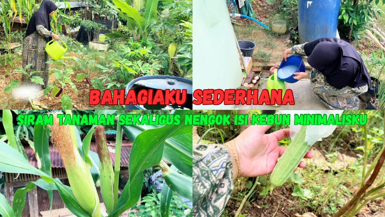 Rutinitas sore IRT || Siram tanaman dikebun minimalis ku || Nengok isi kebun ||