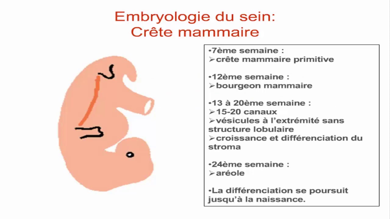 Le sein de l’embryologie à l’allaitement YouTube — free download