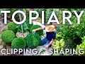 Trimming Buxus Topiary Balls #buxus #topiary #trimming #topiayball #buxustopiary #box #gardening