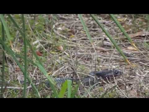 Texas Indigo Snake at Santa Ana