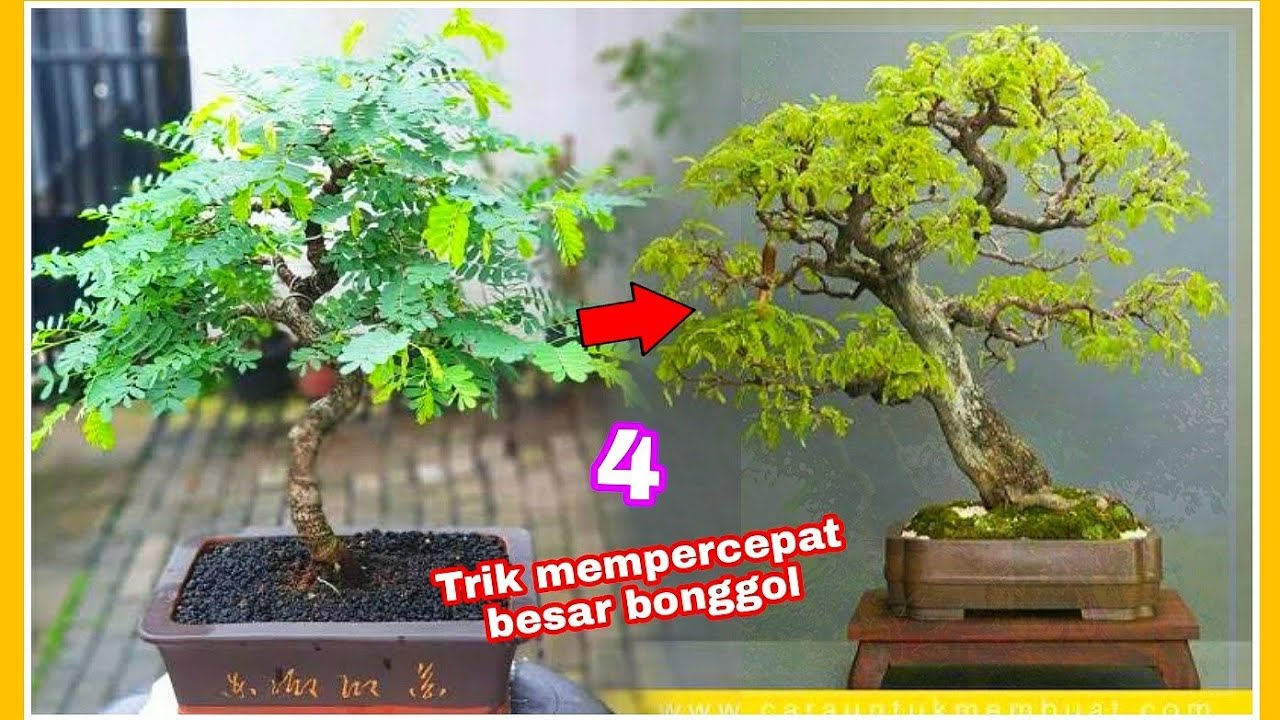 4 cara mempercepat bonggol bonsai jadi besar