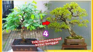 4 cara mempercepat bonggol bonsai jadi besar