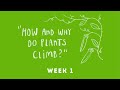 Let's Investigate! How And Why Do Plants Climb? | Week 1