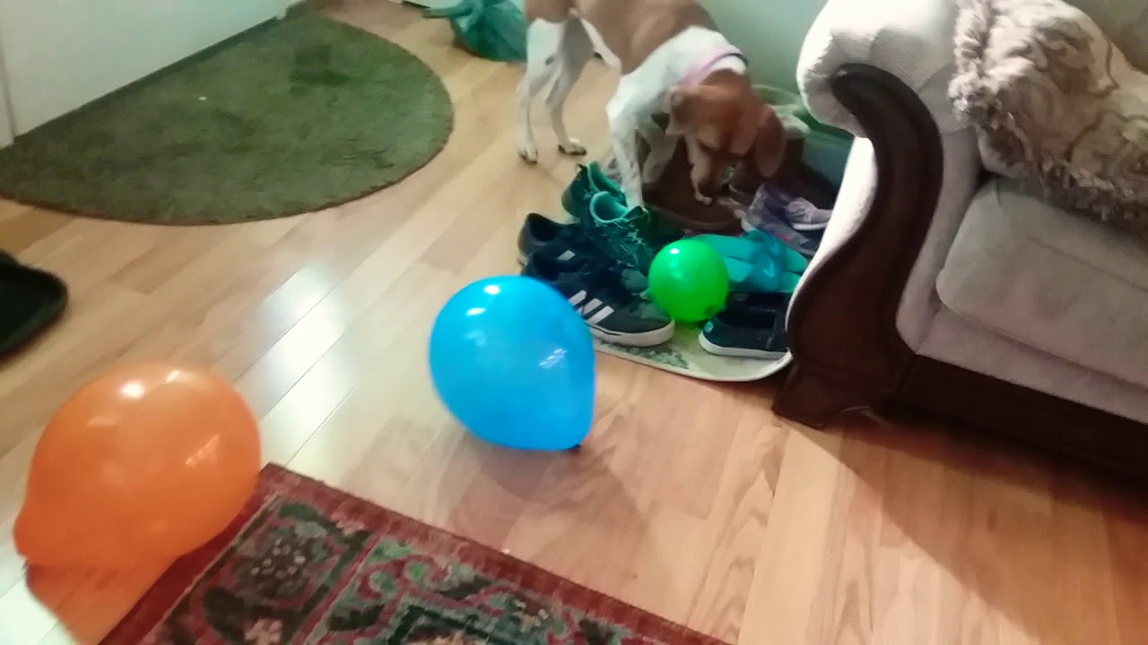 Welcome to Penny The Pup Backup!