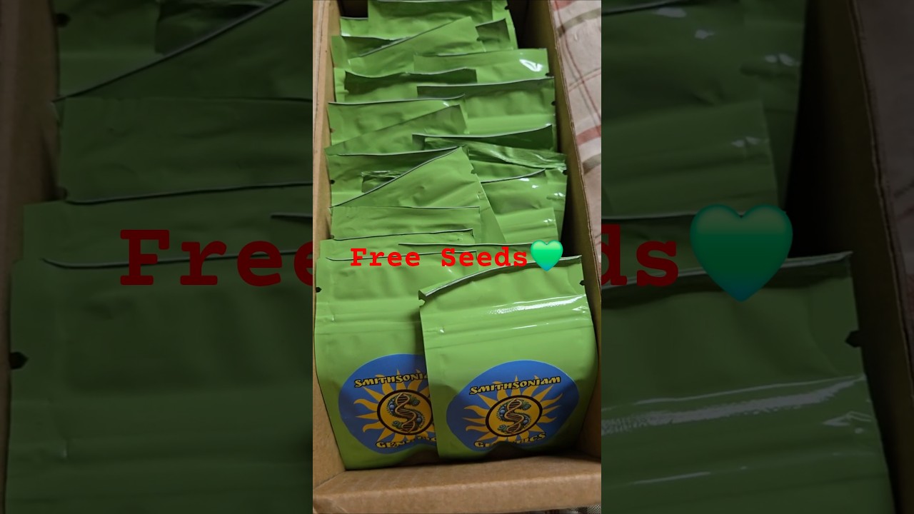 Free Giveaway at 600 subscribers. Hubbabubba Kush Cake S1Bx. Cannabis Seeds.