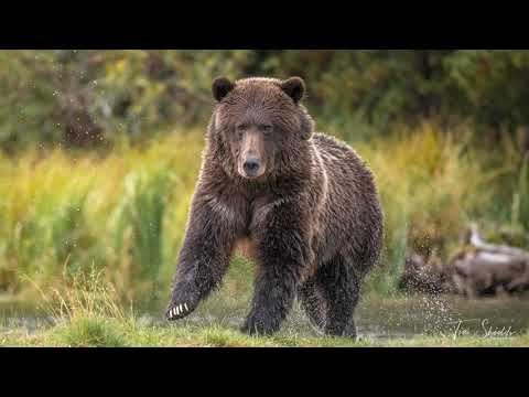 Факти про ВЕДМЕДІВ, які ви ще не знали