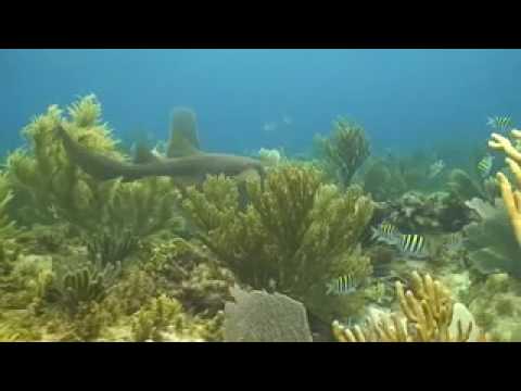 Nurseshark East Side Bonaire