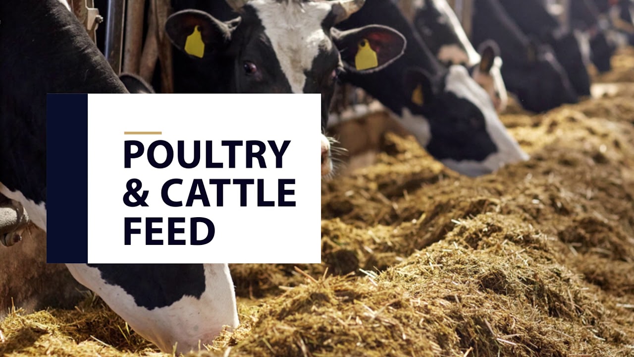 Ghani Group of Companies