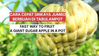 CARA CEPAT SRIKAYA JUMBO BERBUAH DI TABULAMPOT