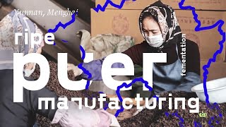 How Ripe Puer Is Made Wo Dui Process Explained