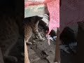 #Naturalworldview#like#subcribAcute cat enjoy next videocomingsoon