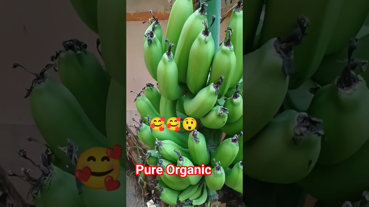 🙏🔥The banana wants# youto #b happy 😀