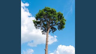 Reach for the Sky