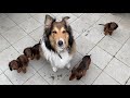 Fütterung der Hunde