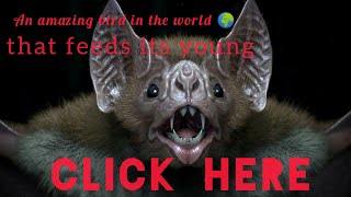 Bizarre Bat Moments/bbc earth/The World Largest mammal Migration/ Dw Documentary/journeying with bat