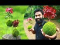 How to Make Kokedama | പായൽ പന്തുകൾ ഒരു  ജാപ്പനീസ് കലാവിരുത്‌ | M4 Tech |