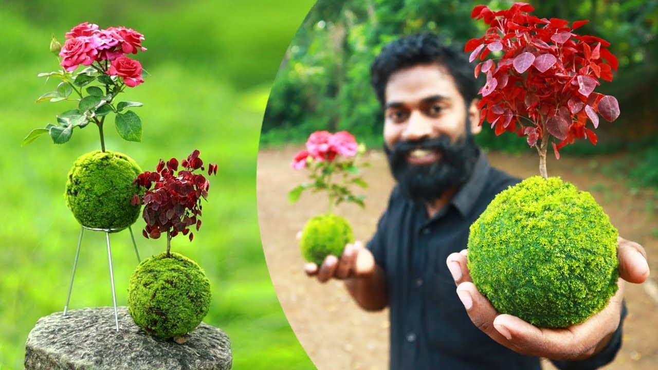 How to Make Kokedama | പായൽ പന്തുകൾ ഒരു  ജാപ്പനീസ് കലാവിരുത്‌ | M4 Tech |