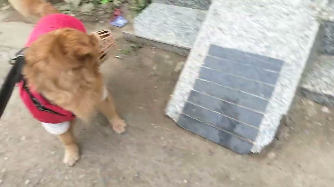 Morning Walk With My Jerry 