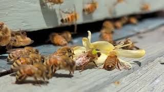 Famous Honeybees and Honeysuckle Profile
