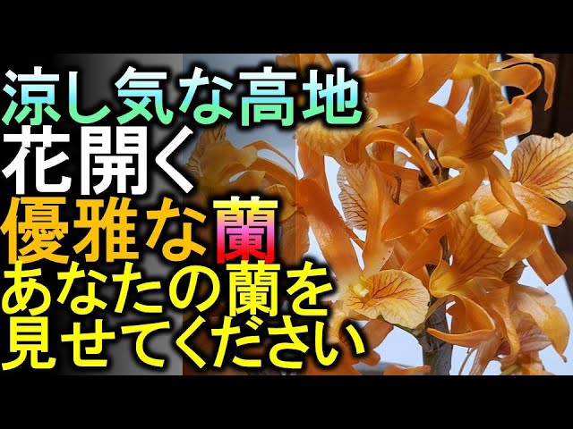 デンドロビウム、セロジネ、エピデンドラム 日本アルプスを背に高地に
