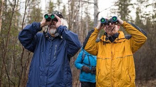 Play video: Discover Alaska’s songbirds with Mr. Whitekeys