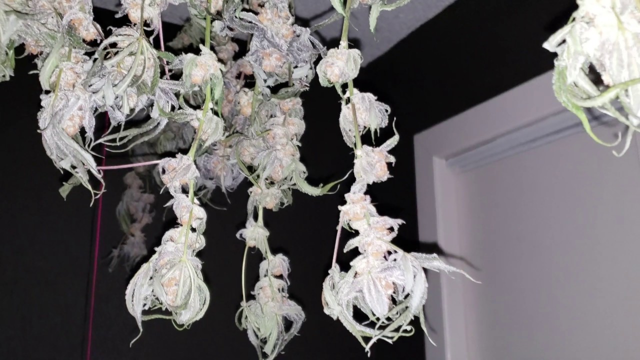 RDWC - Purple Punch - Partial Harvest