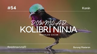 Download Suara Burung Kolibri Ninja Trotolan Gacor Full Isian