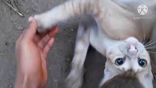 Billai)Playing with cats,বিড়ালের সাথে খেলা cat Sports Video সাথে।(বিড়ালের সাথে খেলাধুলার ভিডিও  Cat) screenshot 3