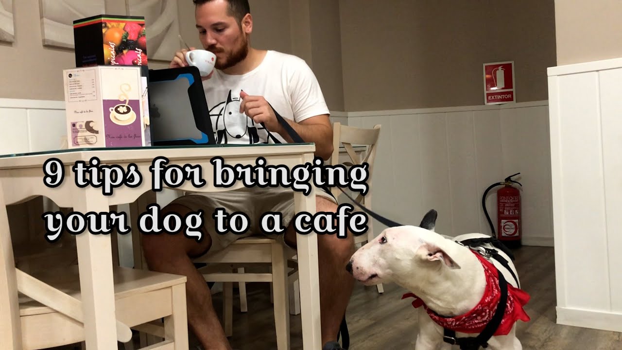 Can You Take Dogs Into Cafes