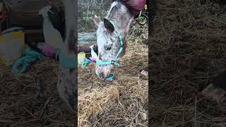 Download Lagu Spend a cosy day at the yard with me and the ponies!@lemieuxproductsofficial3847 ​⁠@uhlanequestrian MP3