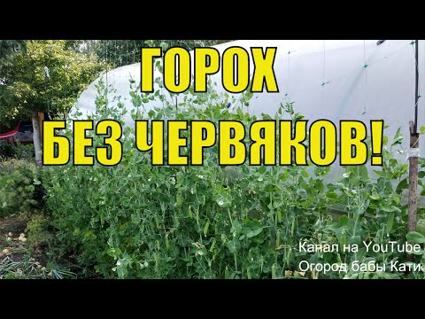 Видео: Когда опрыскивать горохом?