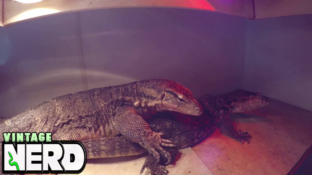 vlogs in spanish Simon and Momma DB