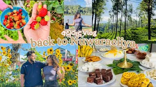 මේ පාර අවුරුද්දටත් හැමෝම නුවරඑලියෙ ගෙදරට 🥹🍓🌱 | Awurudu Vlog | Nuwaraeliya life #vlog #aesthetic 