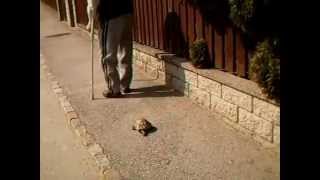 Grandpa Walking His Tortoise