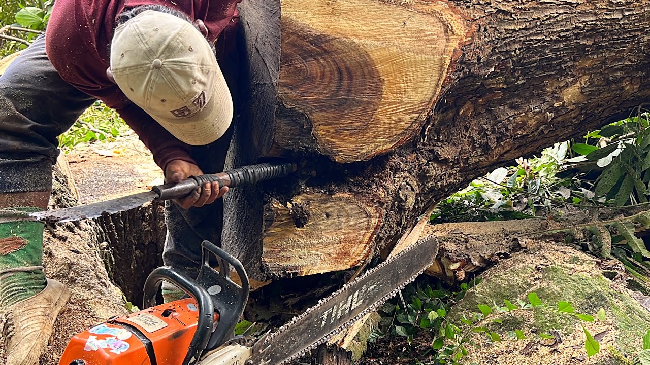 who put this stone? surprise at the felling of the trembesi tree. - YouTube