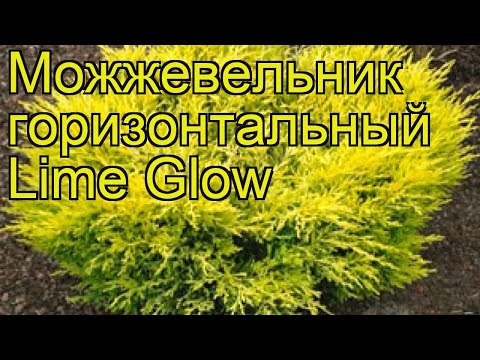 Можжевельник горизонтальный Лайм глоу. Краткий обзор, описание juniperus horizontalis Lime Glow