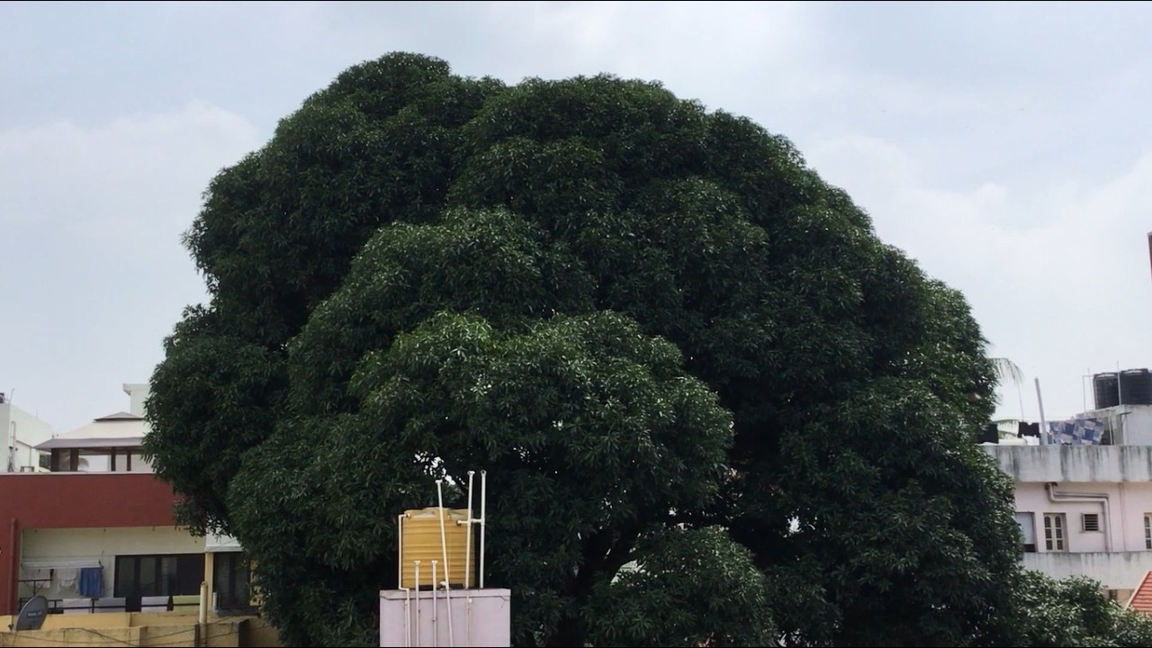 THE MANGO TREE 2026 10 26 003 RELAXING NATURE WINDOW COZY LO-FI BEATS ...