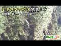 ミヤマクワガタ発見?【クワガタ探し】長野県北アルプス山麓