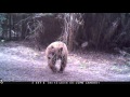 Trail Cam in Sequoia Crest, CA (2)