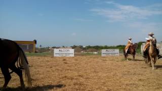 Caballo de Paso Trujillano(6)