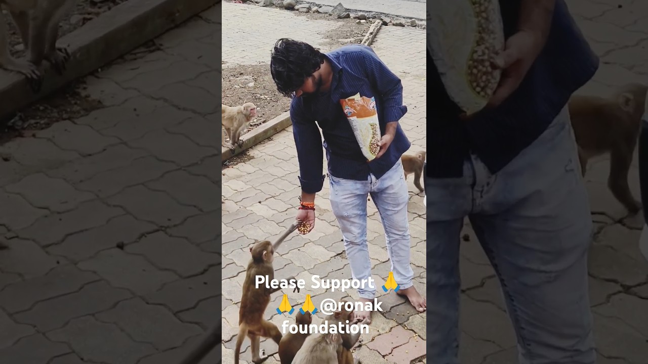 Monkeys were fed today by Ronak Foundation. 