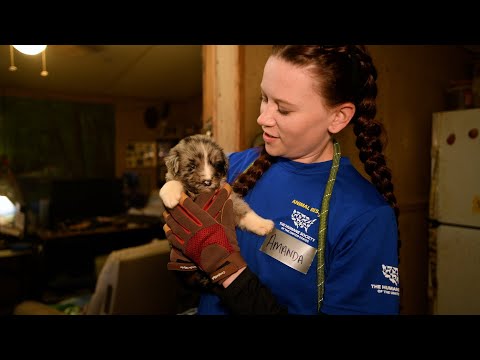 Videó: 12 megoldás a magas energiájú kutyád fosztogatására