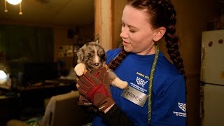 114 dogs rescued from a highvolume breeder in North Carolina
