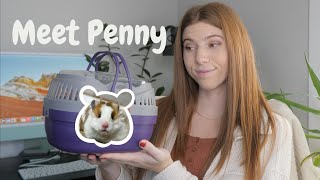 Meet My NEW hamster 🐹 by Victoria Raechel 83,539 views 6 months ago 8 minutes, 22 seconds