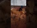 Fatehjangi bull