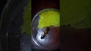 A New Member In Our Mega Colony