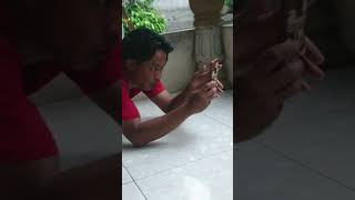 Tingkah Lucu Mahluk Bumi  Bikin Konten Burung Ciblek