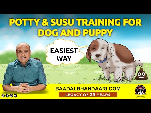 वीडियो: कुत्तों के लिए कंस्ट्रक्शन अग्रेसिव थेरेपी